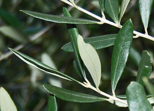 Zbliżenie na skład herbatki Gonseen – liść oliwki europejskiej
